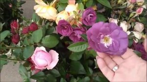 Розы на Тухачевском рынке  сезон 2023