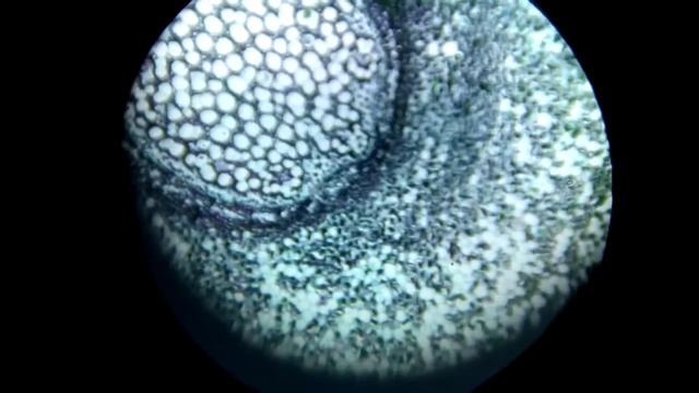 Mon nouveau microscope смотреть онлайн