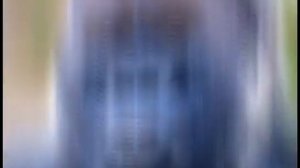 горилла против льва