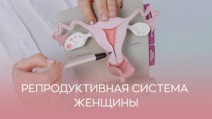 🙋♀️ Как устроена репродуктивная система женщины?