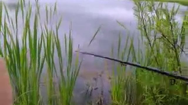 Артем Семен и Леня на рыбалке смотреть онлайн