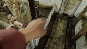 Частичное отлучение поросят 🔥 Масса поросят в 31 день