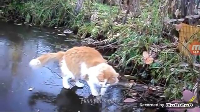 Прикооы про котов #Stavi #Laik #i #potpisavaisv смотреть онлайн