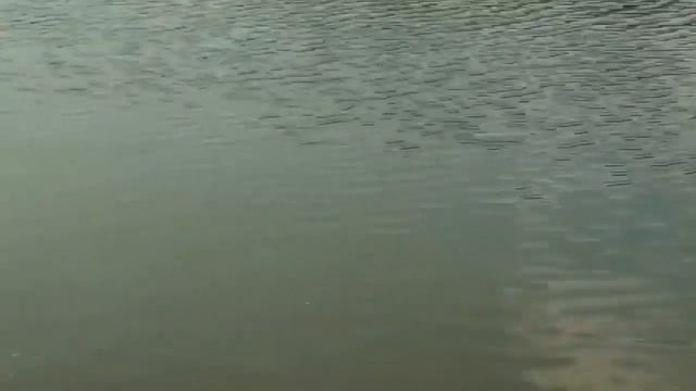 ОГРОМНЫЙ КАРП и МАЛЕНЬКИЙ ПОДСАК!!!HD 2019 смотреть онлайн