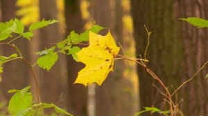 Осенний парк. Природа. Футаж.