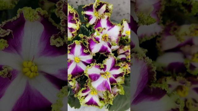 Фиалка химера Лесной Царь