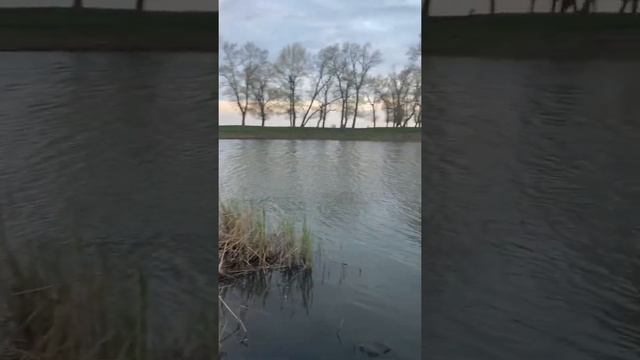 Вот открываем сезон 2022 года , третий тёплый канал , сниму видео что ловим за сутки , жду лайки, смотреть онлайн