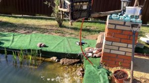Показываю пруд. Вода зацвела. Ловлю рыбу