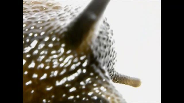 Под ногами у вас чудовище из фантастических фильмов смотреть онлайн