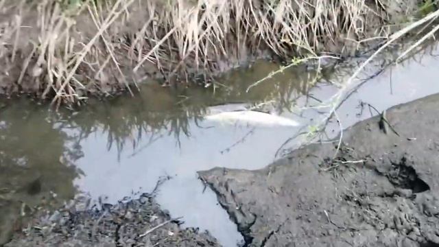Хорошо в деревне, ловля щуки и хариуса