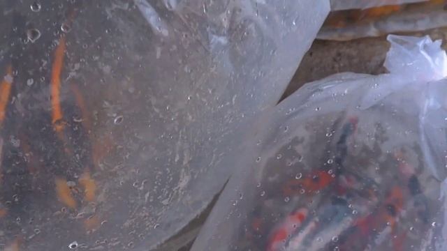 Chennai kolathur fish market|| fish rate start from Rs10 rupee||cheapest fish market in Chennai||a5
