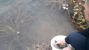 Зарыбление водоема  Белым Амуром Удмуртия.