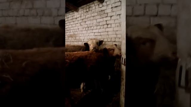 Бычков на откорм