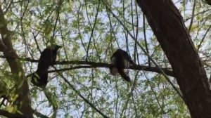 Ворона москвичка.