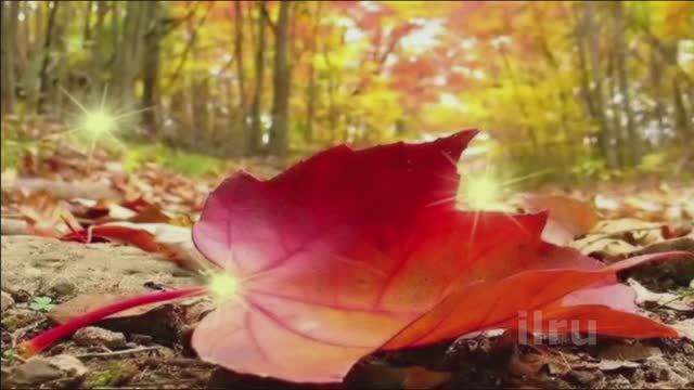 Настроение - Добра и Мира #настроение #добрыйдень #день #красиваявидеооткрытка