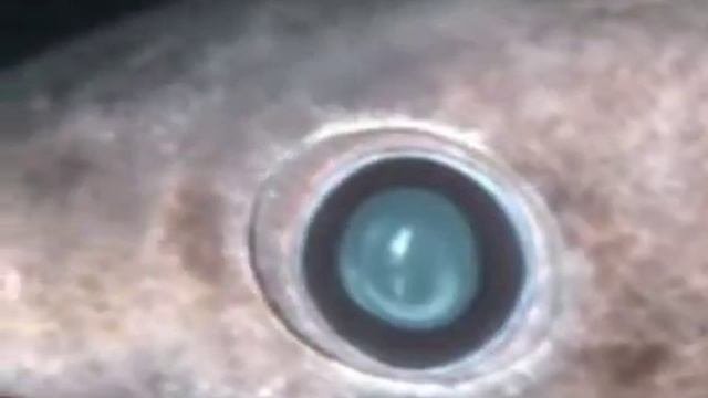 🦈 Плащеносная акула