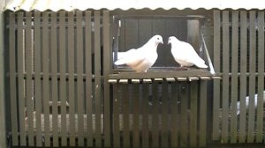 HOW TO KEEP RACING PIGEONS SAFE FROM CAT ATTACK. NEW ZEALAND