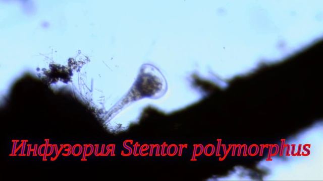 Инфузория трубач (Stentor polymorphus) Увеличение 40 крат смотреть онлайн