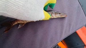 Рыбалка в панозере