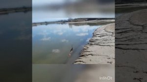 Судак на малька