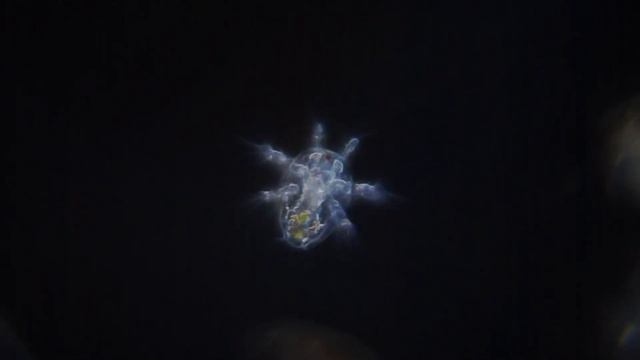 COPEPOD NAUPLIUS смотреть онлайн