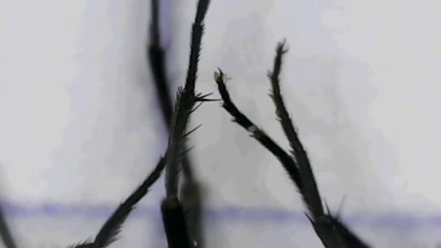 Муха под микроскопом