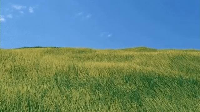 Grass On Field Live Wallpaper