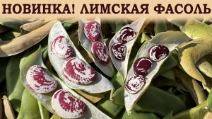 ЛИМСКАЯ ФАСОЛЬ - НОВИНКА!