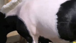 Уход за лошадью.