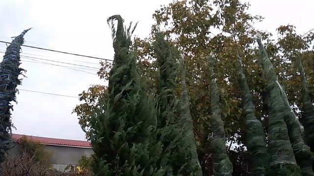 1000103736.mp4 смотреть онлайн