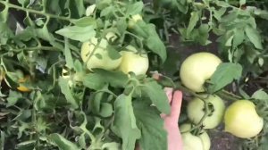 Помидоры Изумрудные купола F1.