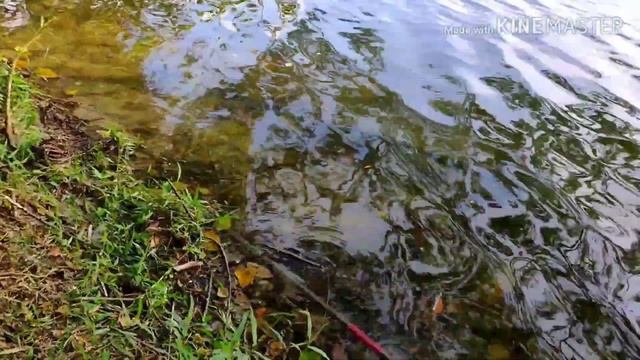 PB cendoi vs Drag ryobi kiki 500 смотреть онлайн