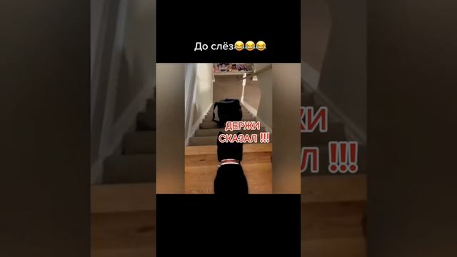 ДЕРЖИ кот 😂 #держи #кот #собака #юмор #hold #cat #dog #humor #shortvideo #shorts #short #video