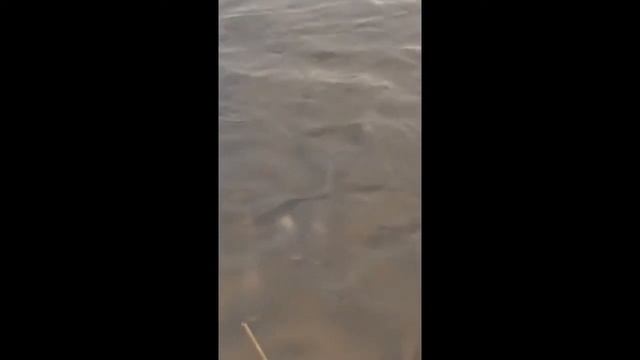 Рыба кишит на маленьком пруду!!! смотреть онлайн