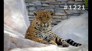 #1221. Ягуары (В мире животных)