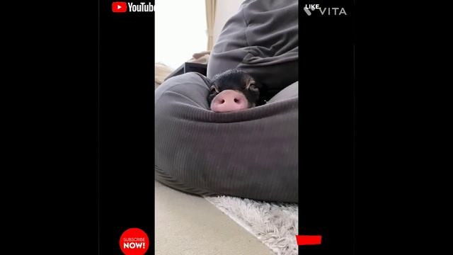 Cute & Sweet Animals Compilation  Videos (Part R)
