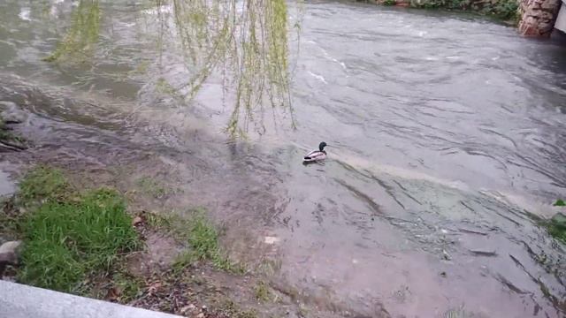 Каким бывает Салгир весной. Главная река Крыма смотреть онлайн