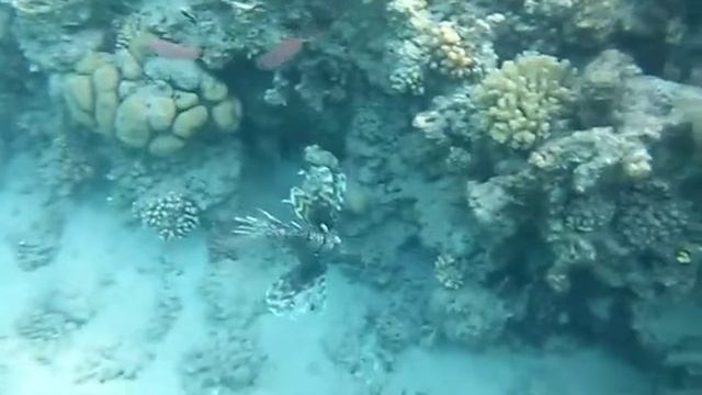 Какая красивая рыбка смотреть онлайн