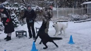 Догтренинг 480. Овчарки разных пород. Обуздание энергии, агрессии. Малинуа, ВЕО, БШО, НО.