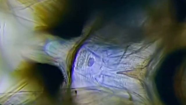 Личинки комара