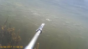 подводная охота чехони