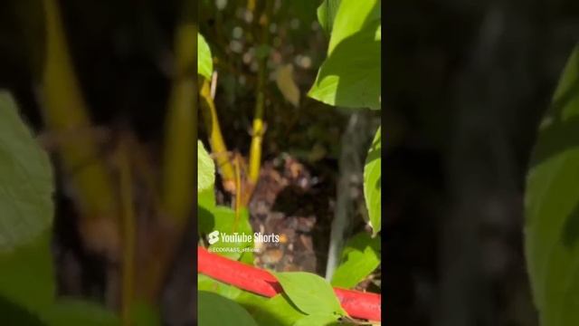 Мафы