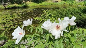 Японская лирическая песня "Воспоминание об Окухиде".