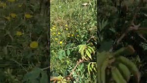 Астрагал сладколистный, спиртовые настойки и мази. Произрастание в природе в условиях Германии