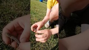 🦎Как я ловлю ящерицу🦎