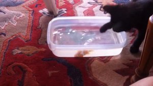 кошка ловит рыбу