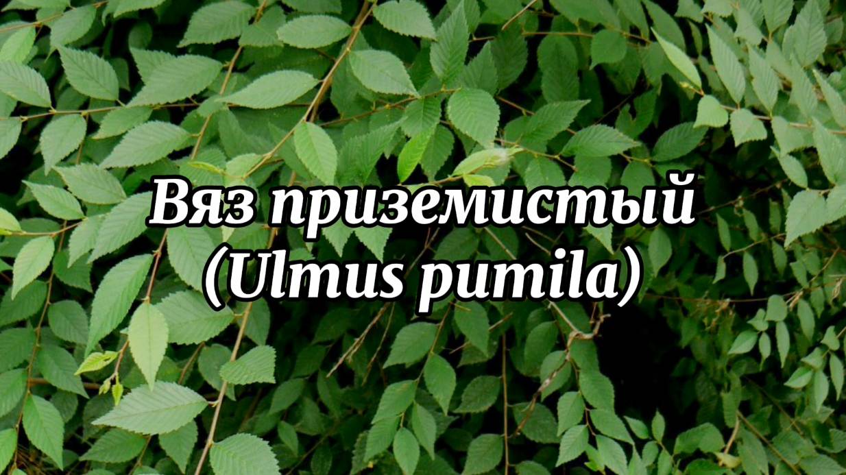 вяз