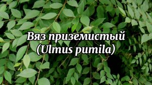 вяз