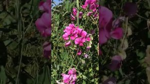 Чина клубненосная. Лечебные свойства и применение в русской народной медицине для лечения органов