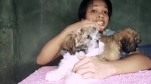 Mga Dapat ihanda Bago makuha ang 2months old shihtzu